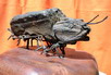 Le sculture non im mostra nel 2004