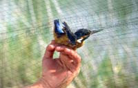martinpescatore