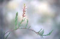 miricaria