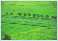 Campi coltivati nel Parco del Taro - L'agricoltura richiede lo sfruttamento di ingenti quantità di acqua.