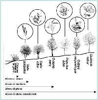 Vegetazione riparia