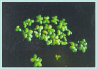 Vegetazione acquatica - Lemna sp. in un canale del Parco del Taro