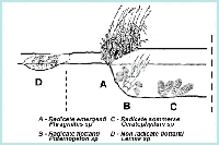 Vegetazione acquatica
