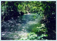 Canale naviglio Taro - Esempio di canale di bonifica nel territorio del Parco del Taro