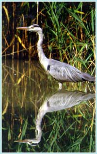 Airone cenerino - Il Parco del Taro ospita numerose specie di avifauna 