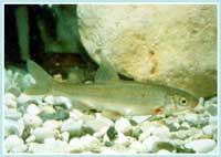 Lasca - Chondrostoma genei - Famiglia dei Ciprinidi
