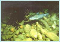 Pesce gatto - Ictalurus melas -  Famiglia degli Ictaluridi
