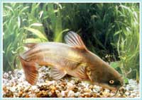 Pesce gatto - Ictalurus melas -  Famiglia degli Ictaluridi