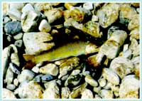 Trota fario - Salmo (trutta) trutta - Famiglia dei Salmonidi