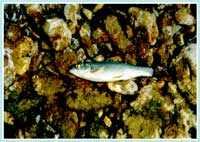 Cavedano - Leuciscus cephalus - Famiglia dei Ciprinidi