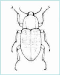 Elmidae - Ordine dei Coleotteri