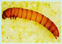 Larva di Dryopidae - Ordine dei Coleotteri