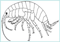 Gammaridae - Ordine dei Crostacei