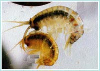 Coppia di Gammaridae - Ordine dei Crostacei