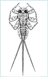 Ecdyonurus - Ordine degli Efemerotteri