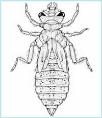 Onychogomphus  - Ordine  degli Odonati