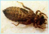 Onychogomphus - Ordine  degli Odonati