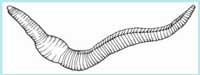 Lumbricidae - Ordine degli Oligocheti