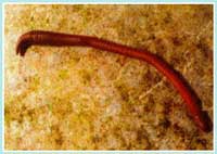 Lumbricidae - Ordine degli Oligocheti