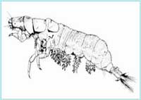 Hydropsychidae - Ordine dei Tricotteri