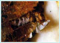 Hydropsychidae - Ordine dei Tricotteri